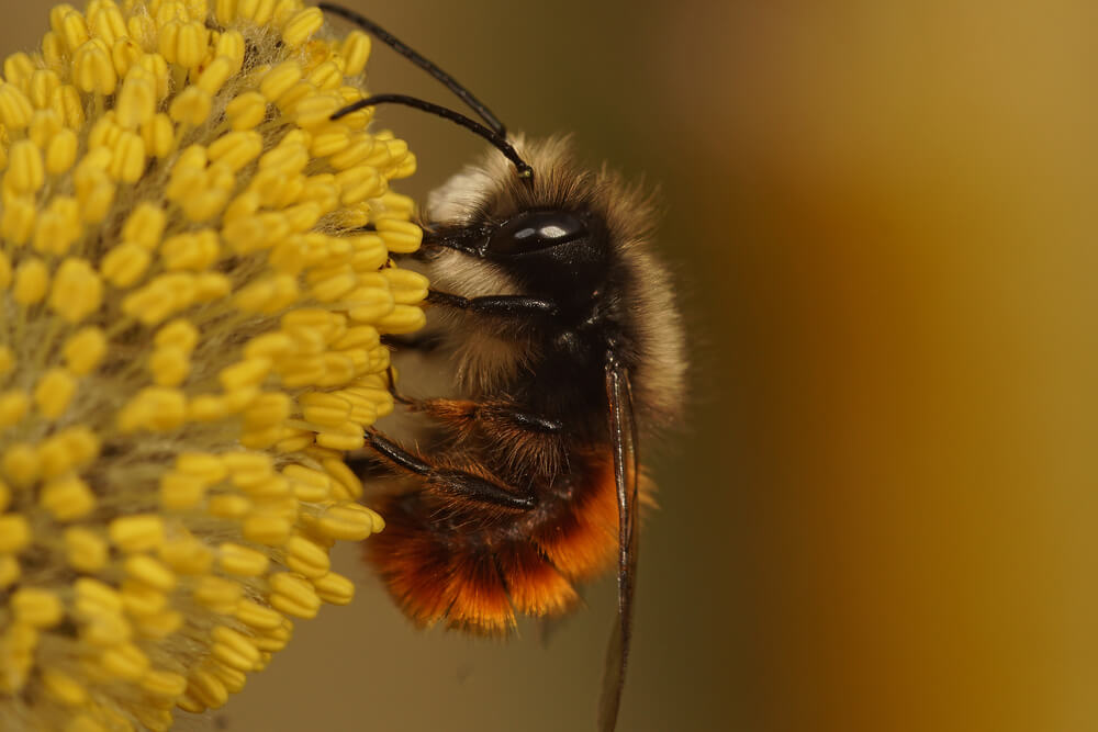Mason bee housing