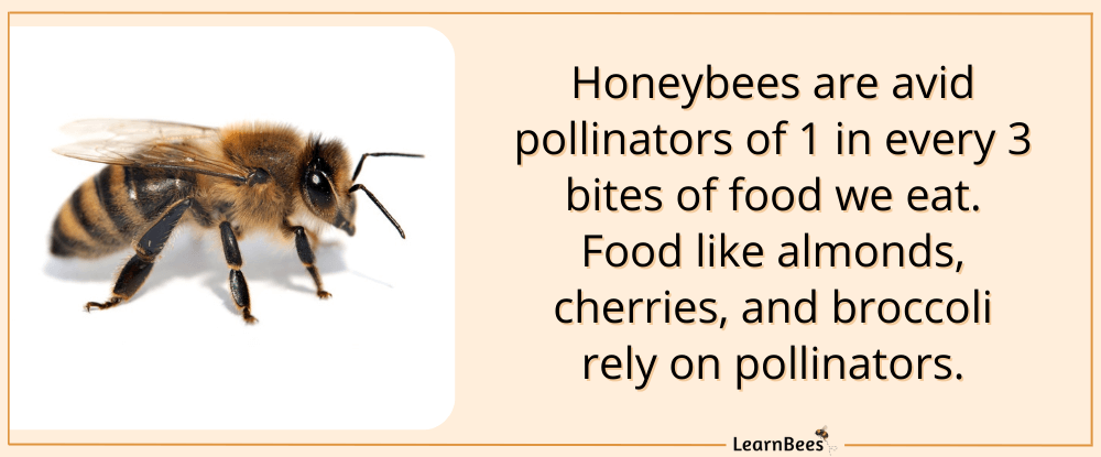 beehives on trees