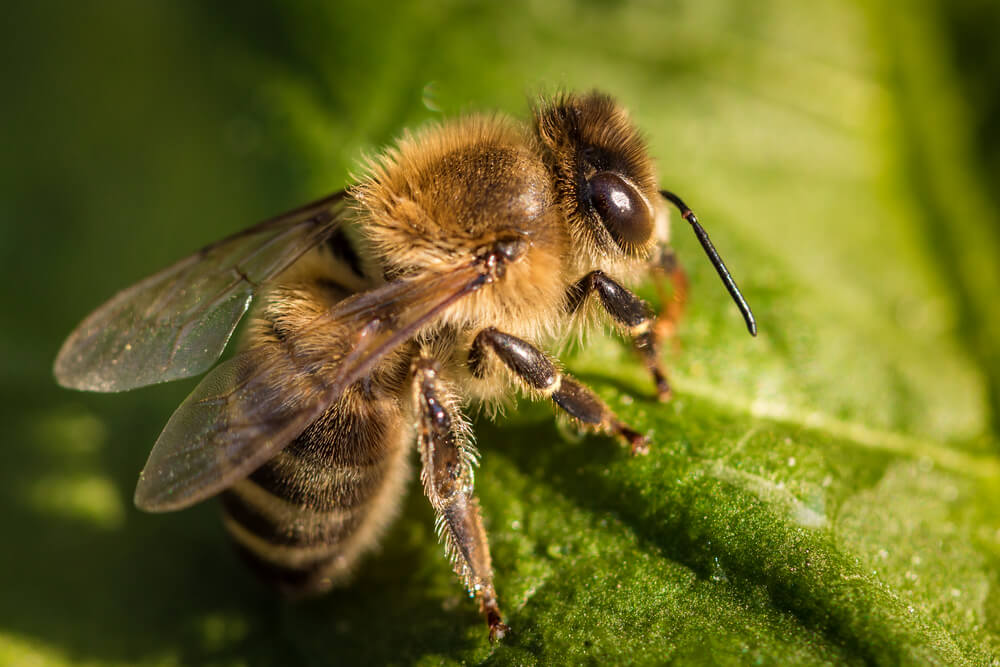 bees wings