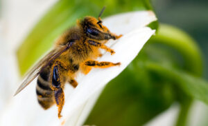 repel bees