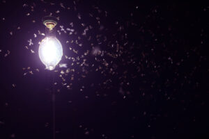 Are bees attracted to light?