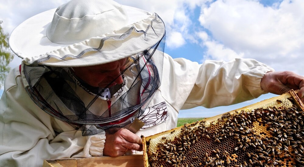 Beekeeper inspecting honey bee hive