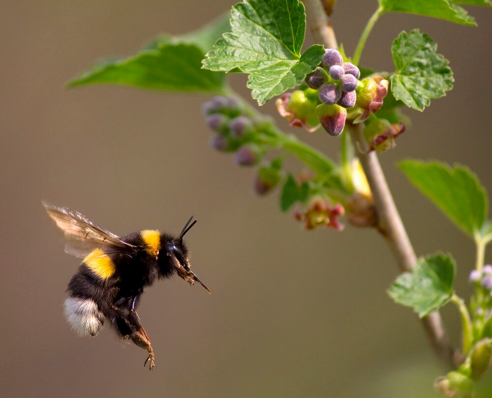 Bumble bee flying towards a flower