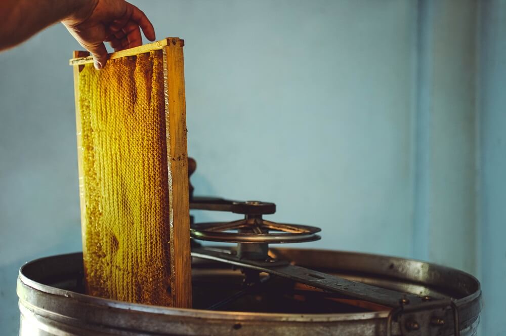 Beekeeper using honey extractor